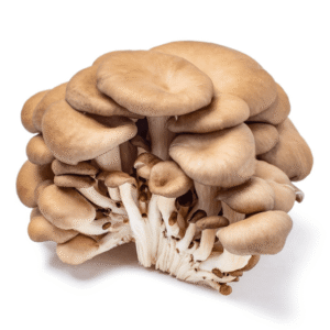 Oyster Mushrooms 6 oz